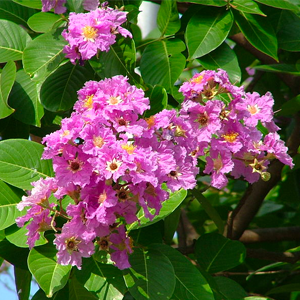 Banaba