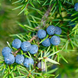 Juniper Berries